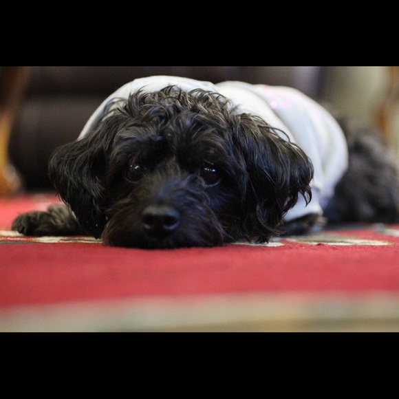 Meet your Posher, Nat - Picture 3 of 3